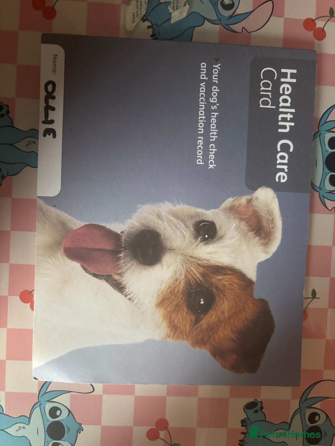 Mixed Breed dogs for sale: Friendly Beagle Mix Looking for a New Home  - Image 7