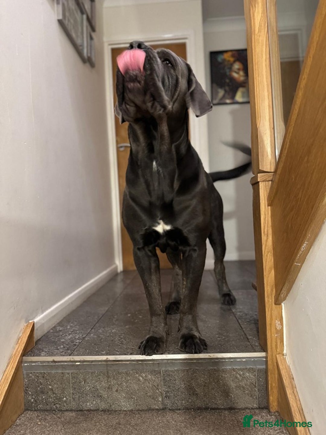 Cane Corso dogs for stud: Big Baloo 🦍🐻🦁 - Image 5