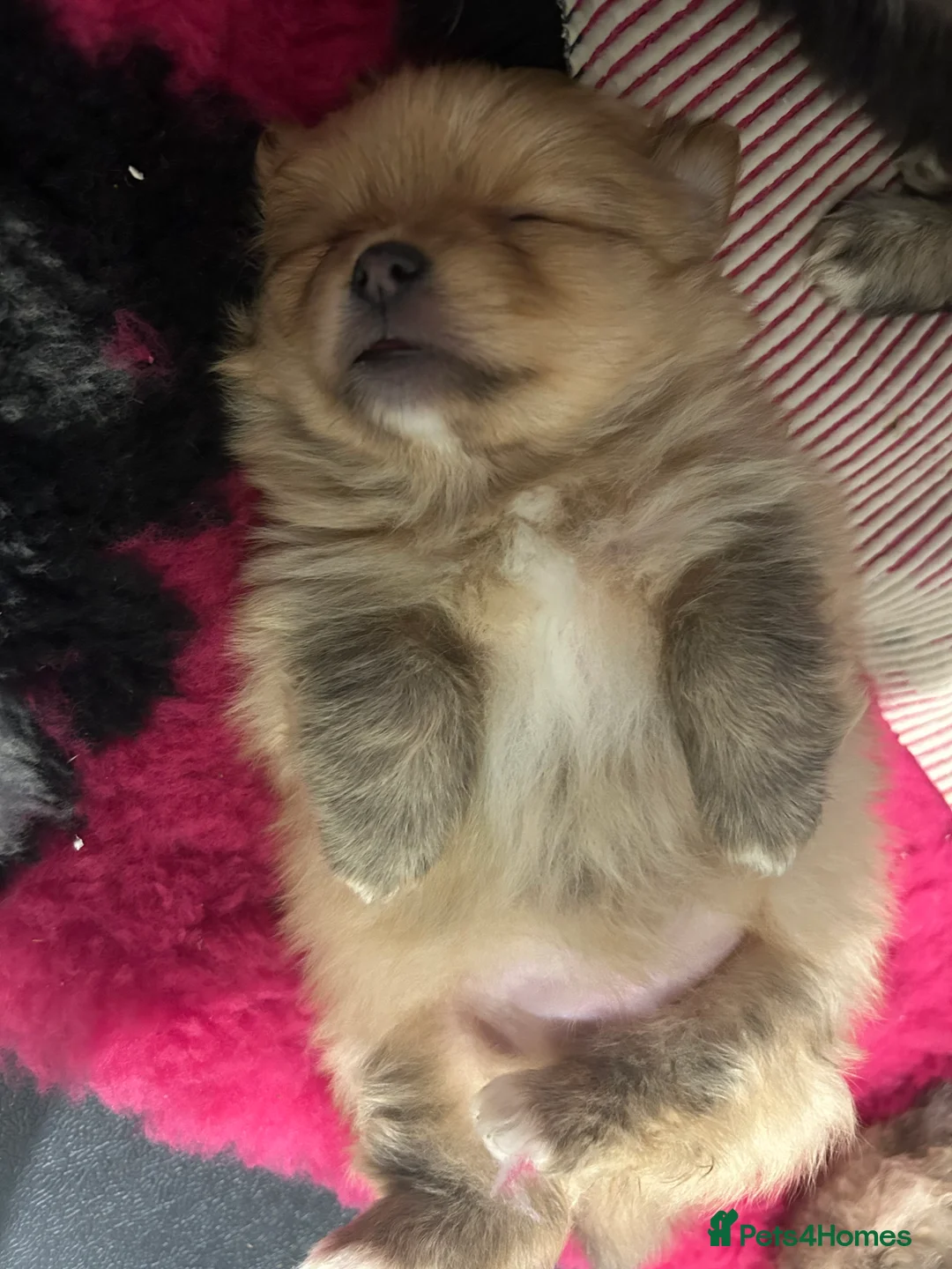 Pomeranian dogs for sale: Kc reg stunning pomeranian puppies  - Advert 14