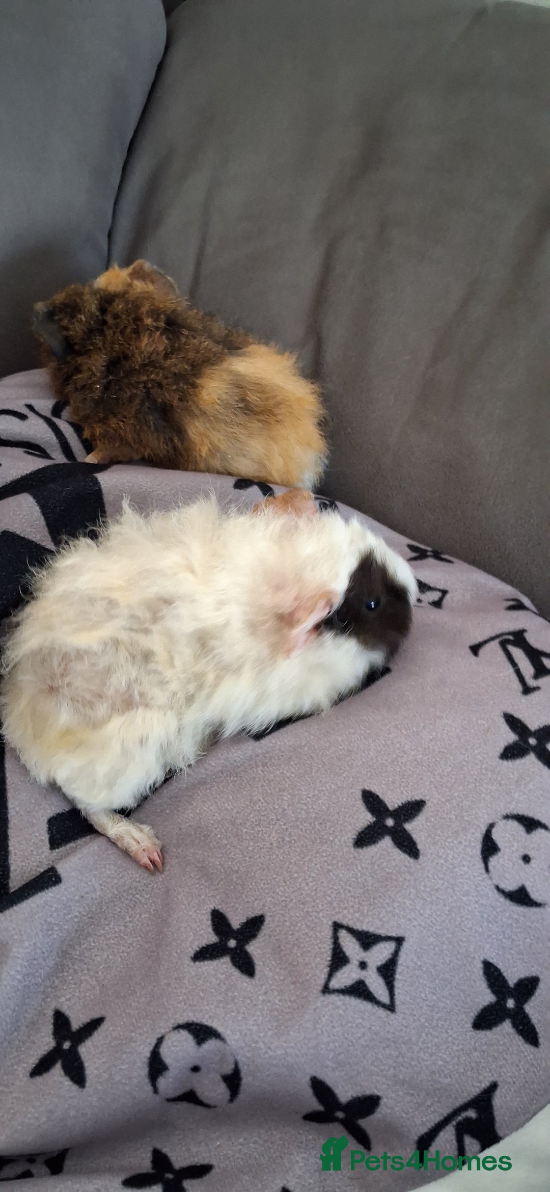 Guinea Pig rodents for sale: 4 baby girl guinea pigs and 1 boy - Image 8