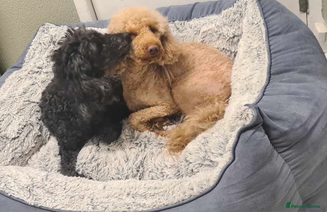 Miniature Poodle dogs for sale: Adorable miniature poodle puppies - Advert 16