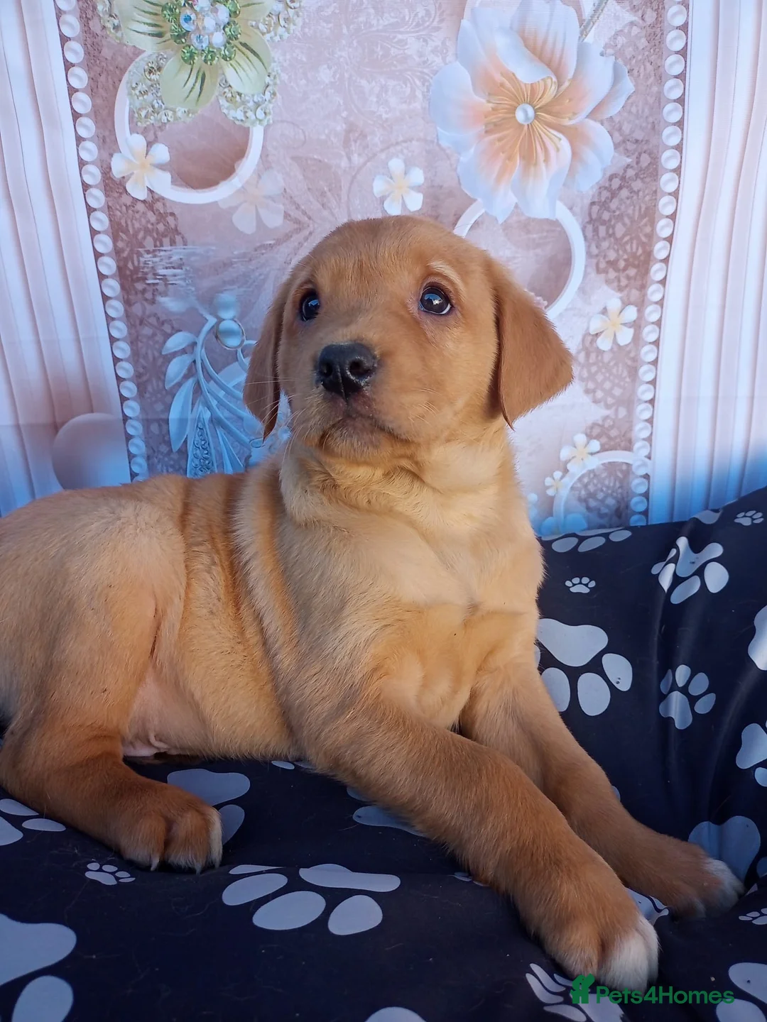 Goldador dogs for sale: 🐾Gorgeous Puppies Available Now🐾 - Advert 7