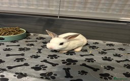 Rex rabbits for sale: Mini Rex  - Image 1
