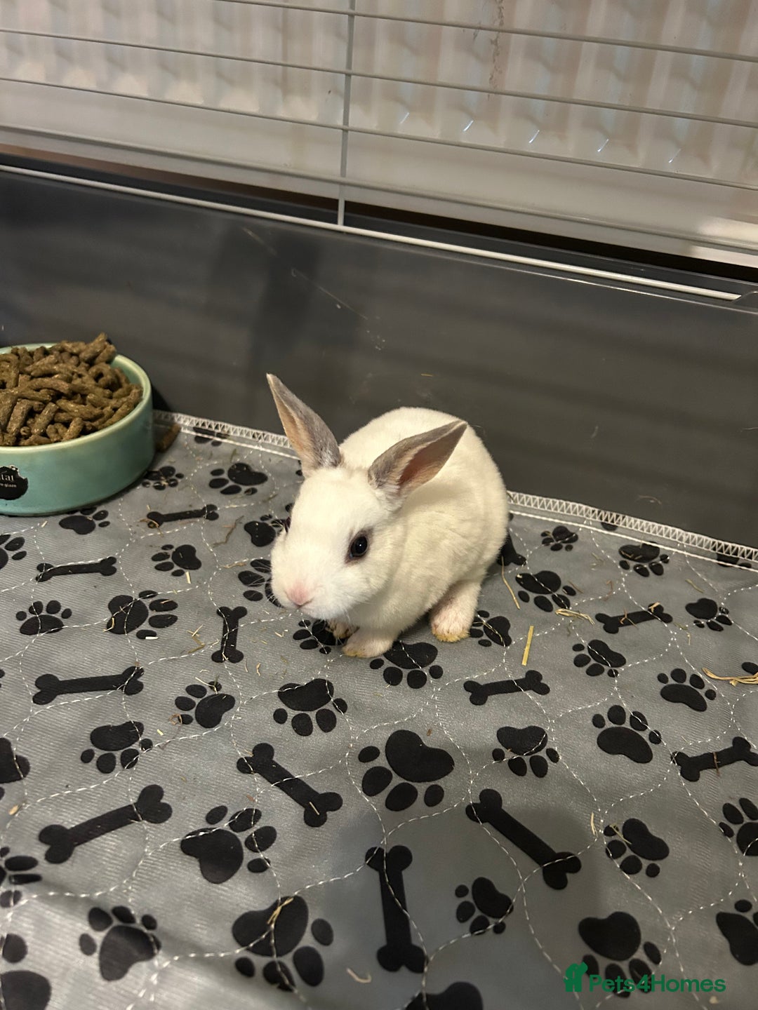 Rex rabbits for sale: Mini Rex  - Image 1