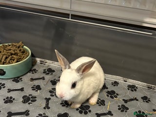 Rex rabbits - Advert 8