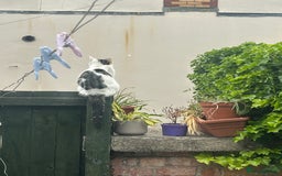 British Shorthair cats for sale: Fluffy 9-Week-Old Kittens – 1 Girl & 3 Boys Ready - Image 10