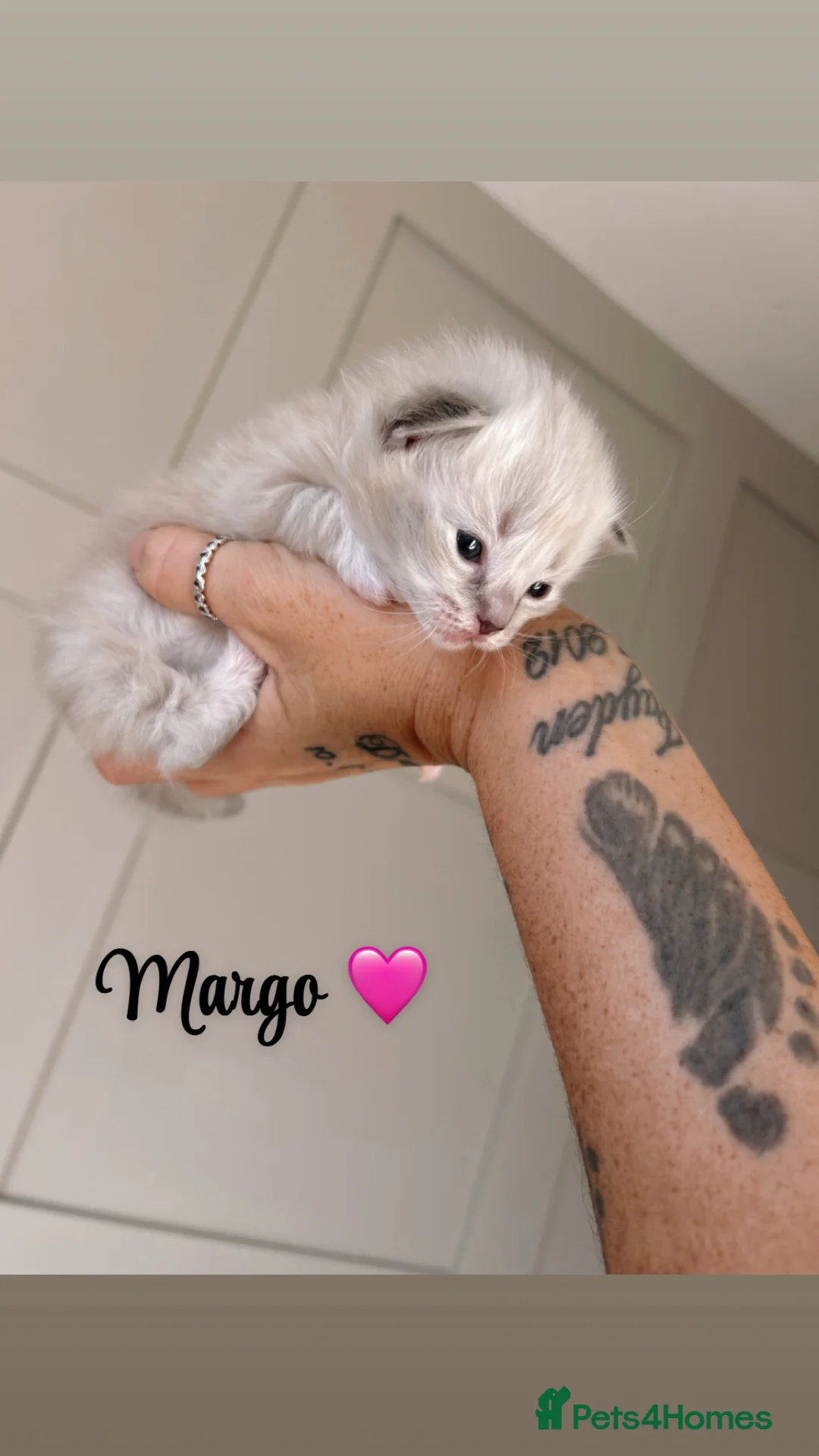 Ragdoll cats for sale: Ragdoll kittens for sale  - Advert 3