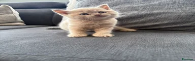British Shorthair 1