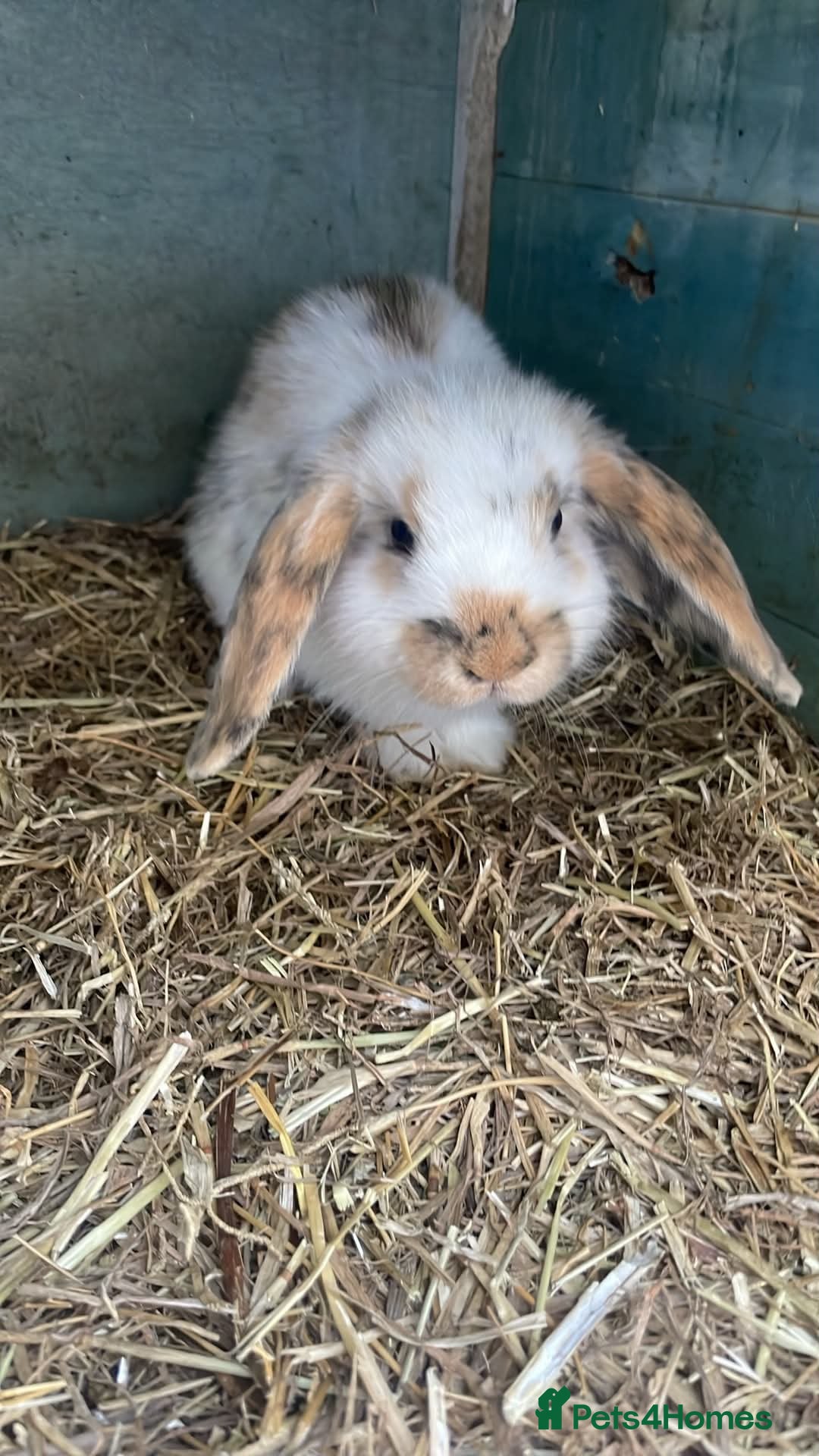 Netherland Dwarf rabbits Rabbits for sale - Advert 1