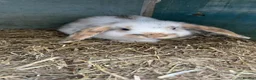 Netherland Dwarf rabbits for sale: Rabbits for sale - Advert 1