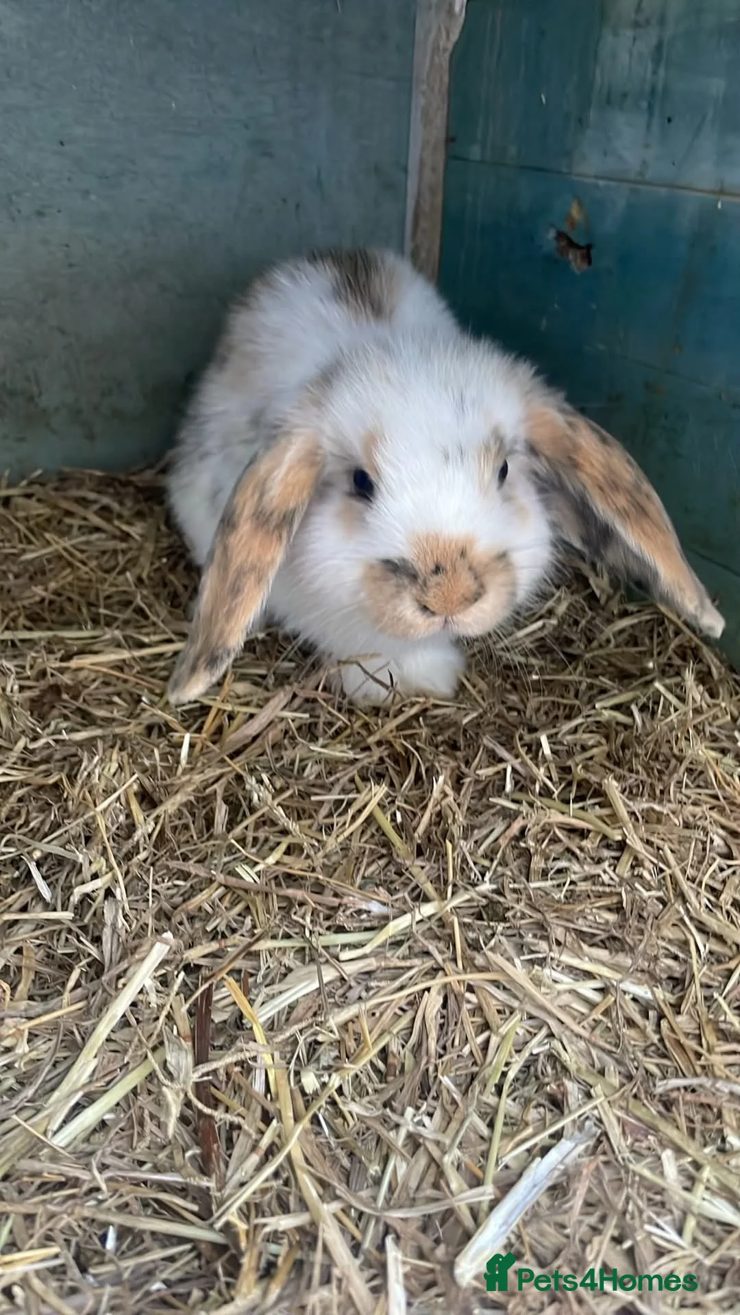Netherland Dwarf rabbits for sale: Rabbits for sale - Advert 1