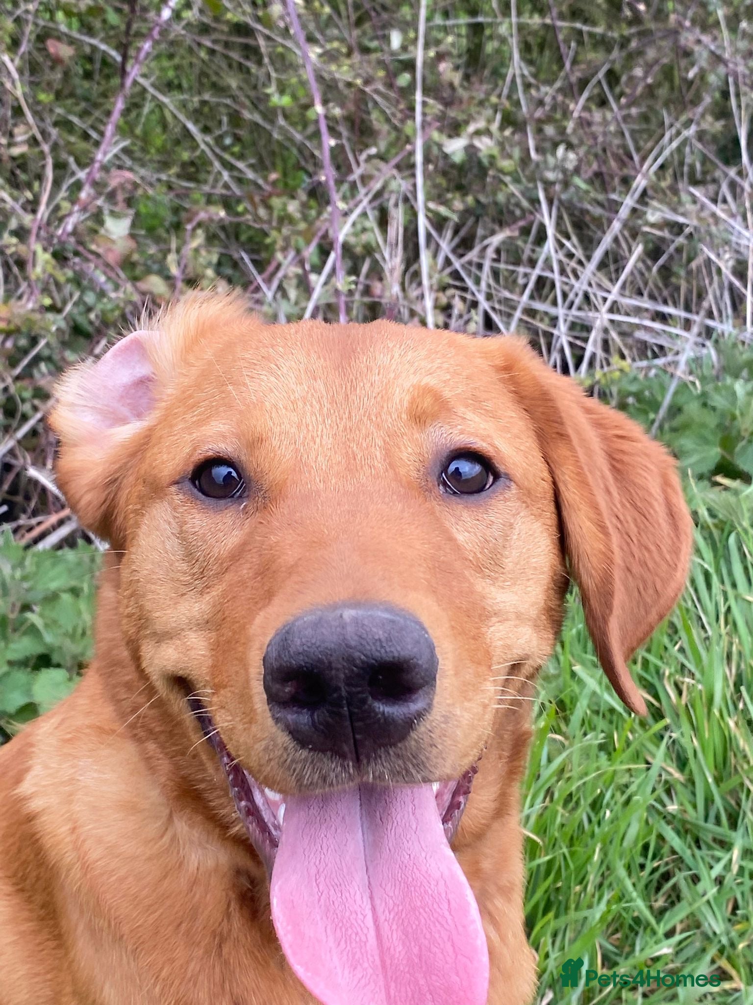 Labrador Retriever dogs Fox Red Labrador  - Advert 4