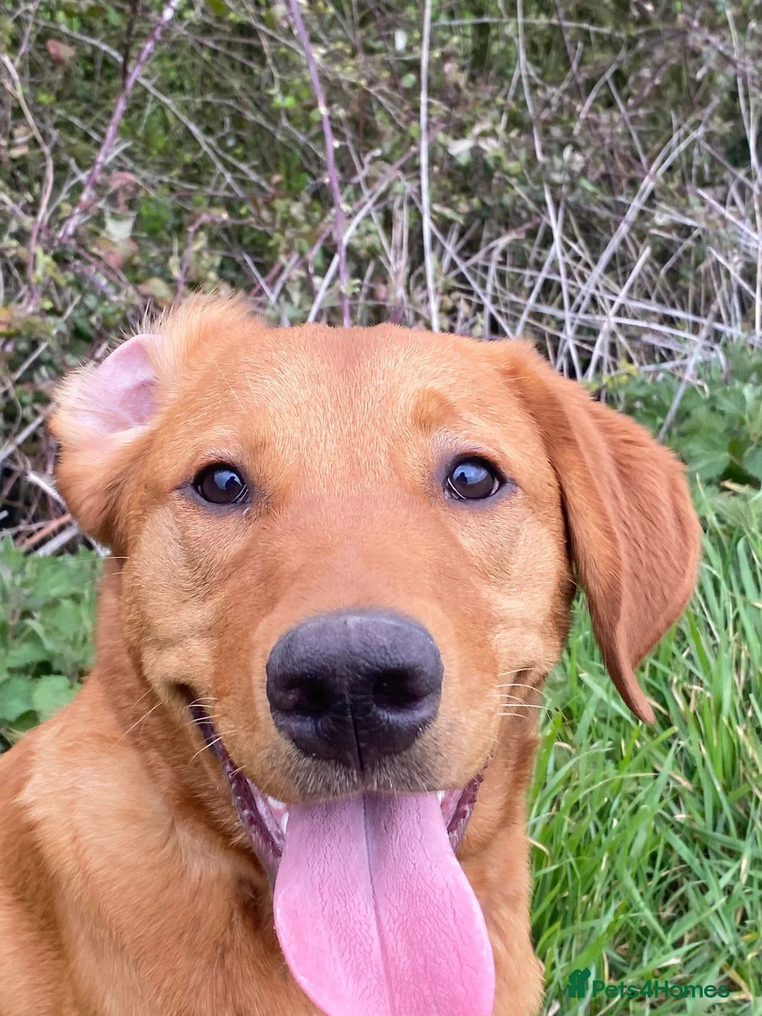 Labrador Retriever dogs for sale: Fox Red Labrador  - Advert 1