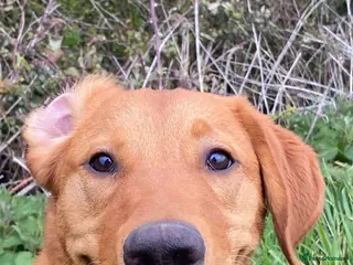 Labrador Retriever dogs Fox Red Labrador - Advert 4