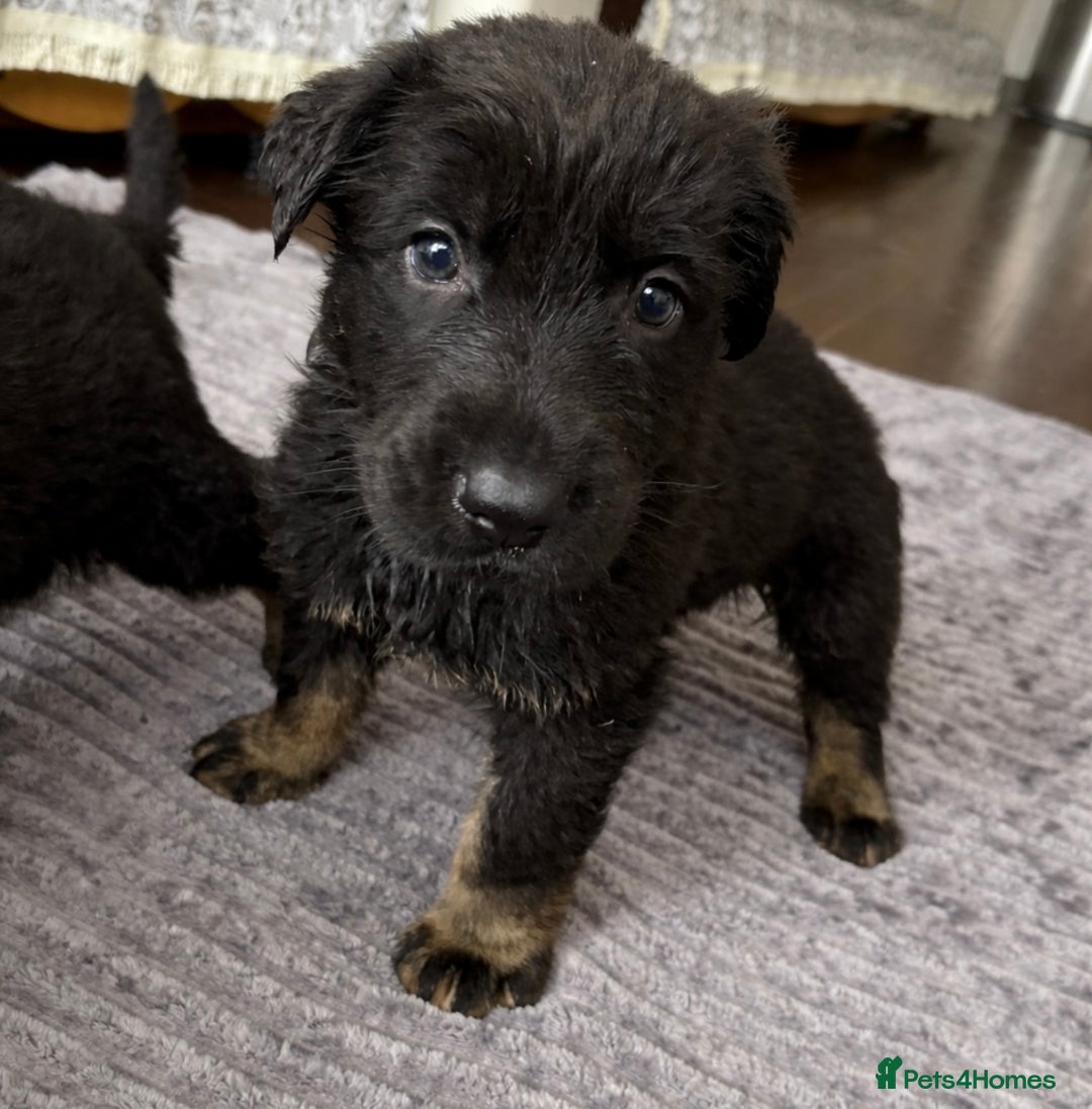 German Shepherd dogs for sale: Stunning German Shepard Pups  - Advert 4