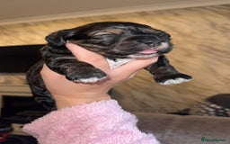Cockapoo dogs for sale: Tri cockapoo girl  - Image 1