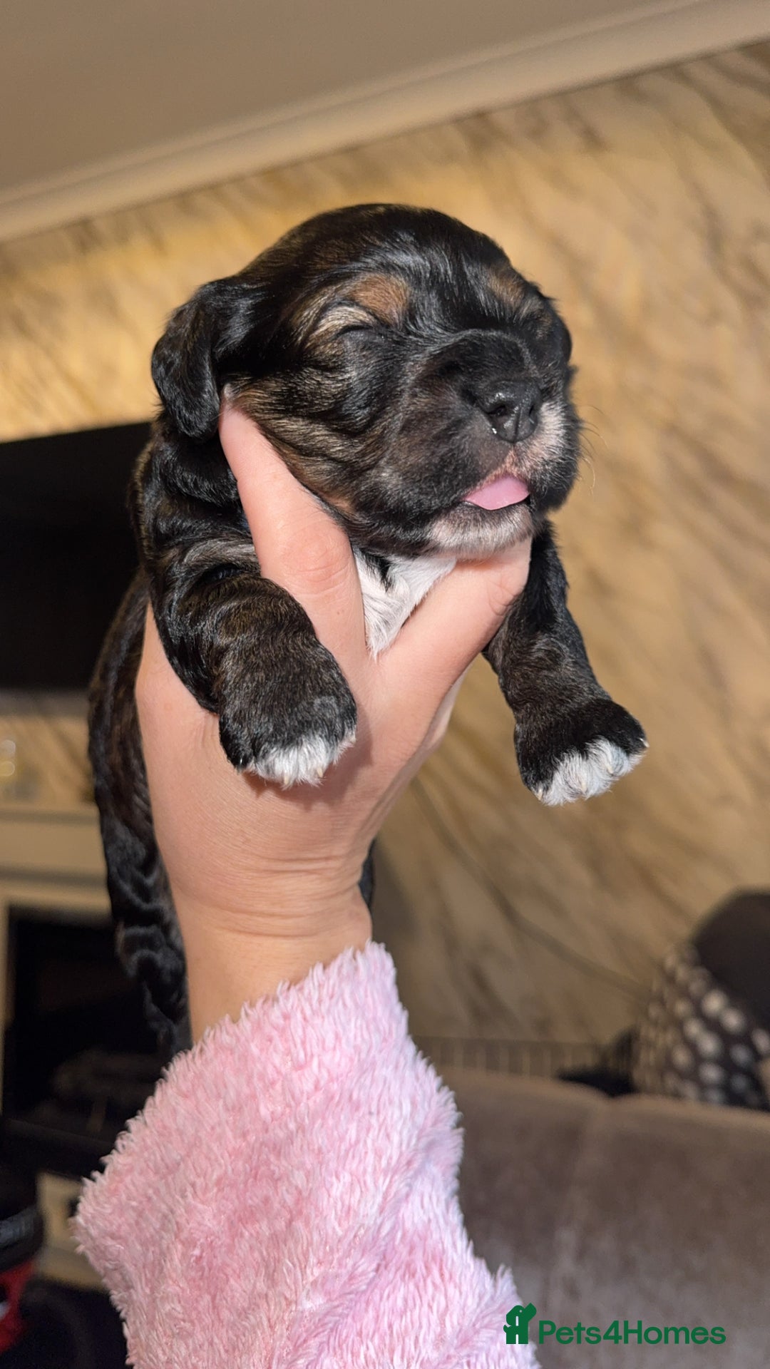Cockapoo dogs for sale: Tri cockapoo girl  - Image 1