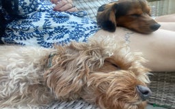 Chiweenie dogs for sale: Handsome Billy  - Image 3