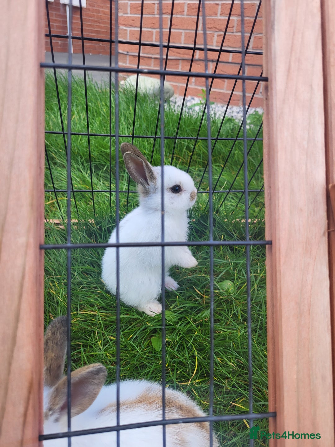 English Lop rabbits for sale: Lop rabbits  - Image 6