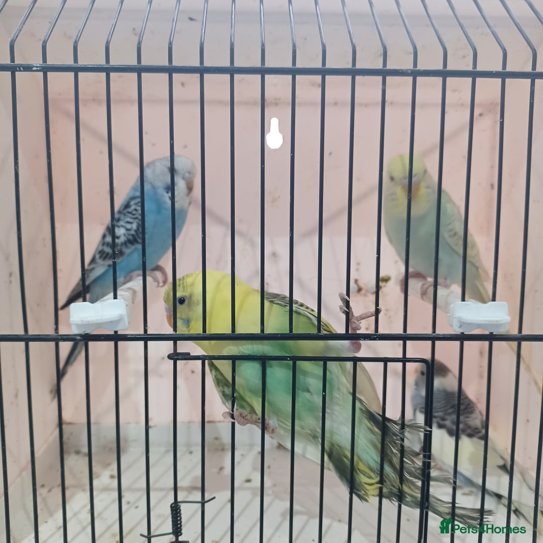 Budgerigars birds for sale: BUDGIES FOR SALE  - Advert 6