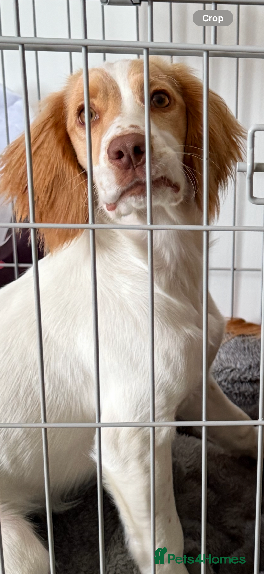 Sprocker dogs for sale: Lily  - Image 2