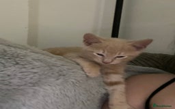 American Wirehair cats for sale: 2 month ginger male kitten - Image 4