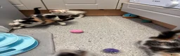 Sphynx cats for sale: Spyhnx mixed breed  in Epsom - Advert 14