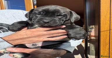 Mixed Breed dogs - Advert 8