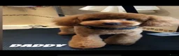 Maltipoo dogs for sale: 🐾 toy maltipoo puppy’s 🐾 - Advert 9