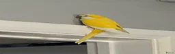 Parrots birds for sale: Yellow Qauker parrot  - Advert 2