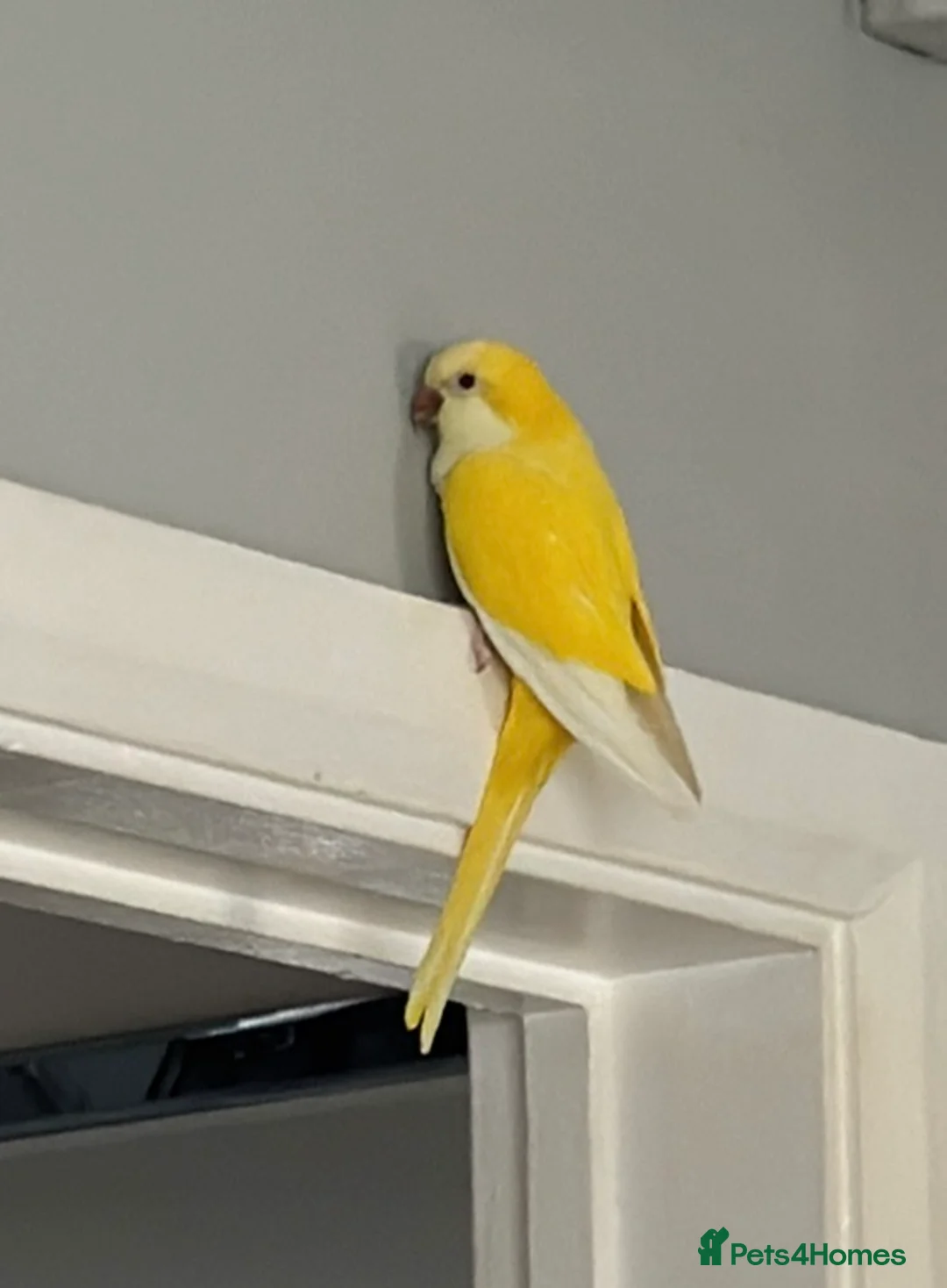 Parrots birds for sale: Yellow Qauker parrot  - Advert 2