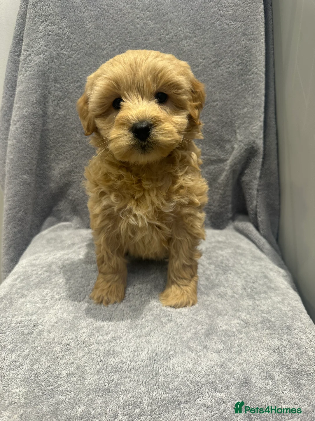 Goldendoodle dogs for sale: Stunning Male Multigenerational Goldendoodles - Advert 6
