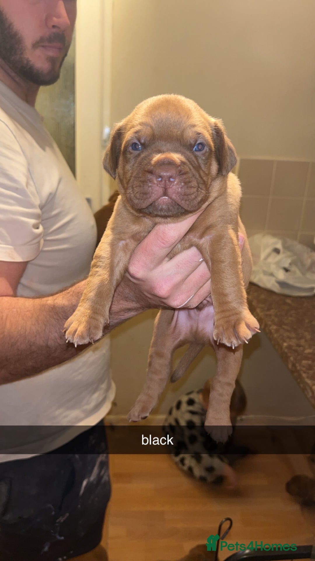 Dogue De Bordeaux dogs for sale: Dogue De Bordeaux Puppies For Sale - Advert 7