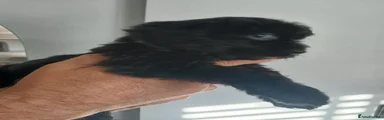 Cockapoo 5