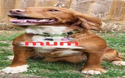 Mixed Breed dogs for sale: Stunning health tested sprollie x cocker  - Image 1