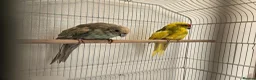 Parakeets birds for sale: kākāriki (New Zealand parakeets) in Nottingham - Advert 2