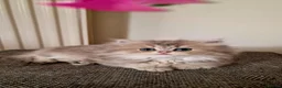 British Shorthair cats for sale: 🌟GCCF registred kittens 🌟 - Advert 30