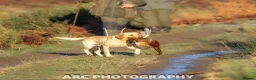 Labrador Retriever dogs for sale: FTCh Gunnerspeg Gambler × Greenbriar Tanzanite - Advert 28