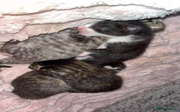 British Longhair cats for sale: Fluffy kittens - Image 3