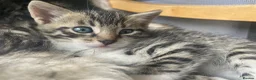 Mixed Breed cats for sale: Bengal and Russian Blue mixed kittens - Advert 16