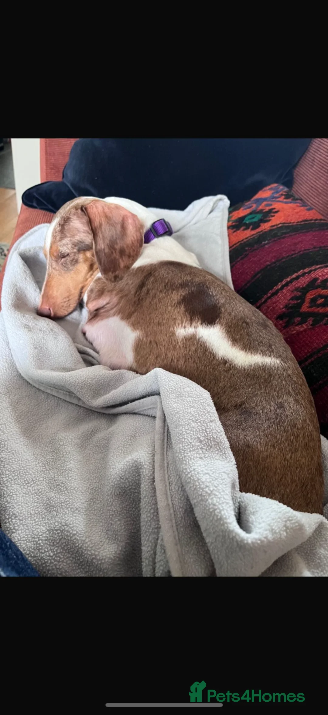 Miniature Dachshund dogs for sale: KC registered READY TO GO  - Advert 12