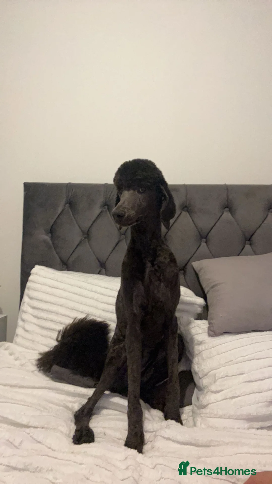 Standard Poodle dogs for sale: poppy  - Advert 2