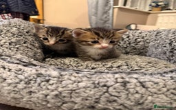 Mixed Breed cats for sale: Tiny kittens for sale - Image 2