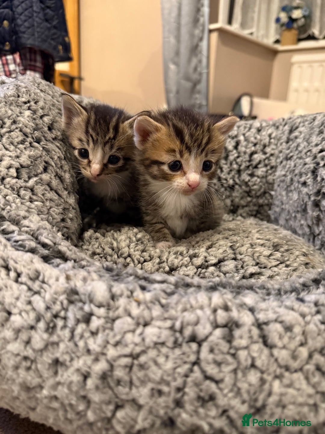 Mixed Breed cats for sale: Tiny kittens for sale - Image 2