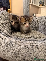 Mixed Breed cats - Advert 10