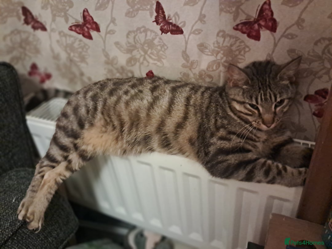 Domestic Shorthair cats for sale: 2 BEAUTIFUL FEMALE CATS - Advert 5