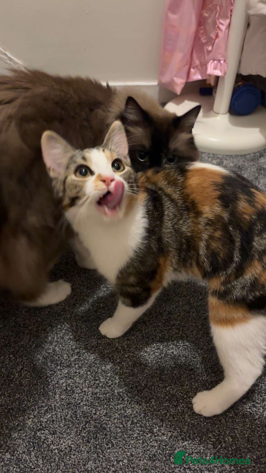 Mixed Breed cats for sale: Brother and sister cats  - Advert 5