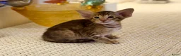 Oriental cats for sale: Beautiful TICA Oriental  and Siamese babies - Advert 5