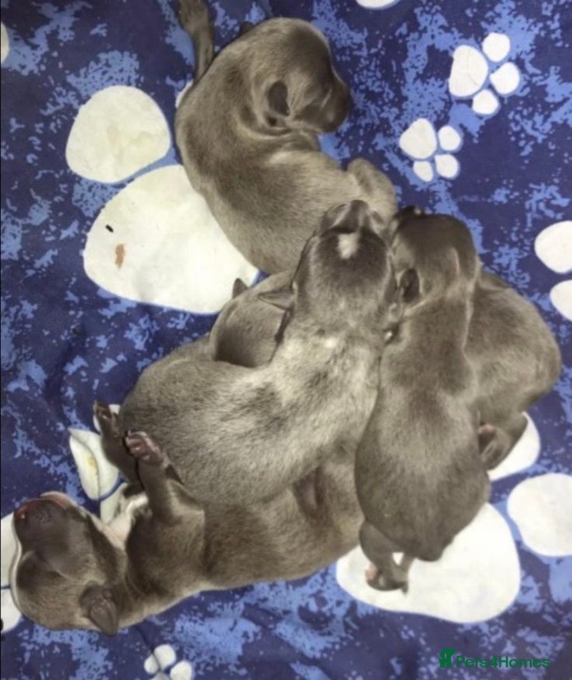 Staffordshire Bull Terrier dogs 💙stunning blue staffy pups-ready soon!🐾💙 - Advert 4