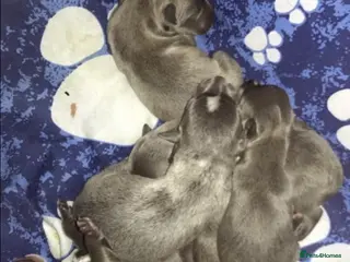 Staffordshire Bull Terrier dogs 💙stunning blue staffy pups-ready soon!🐾💙 - Advert 5